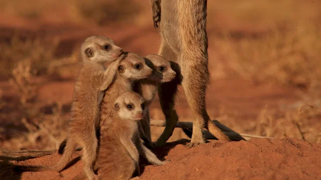 Photo 23 du film : La famille Suricate