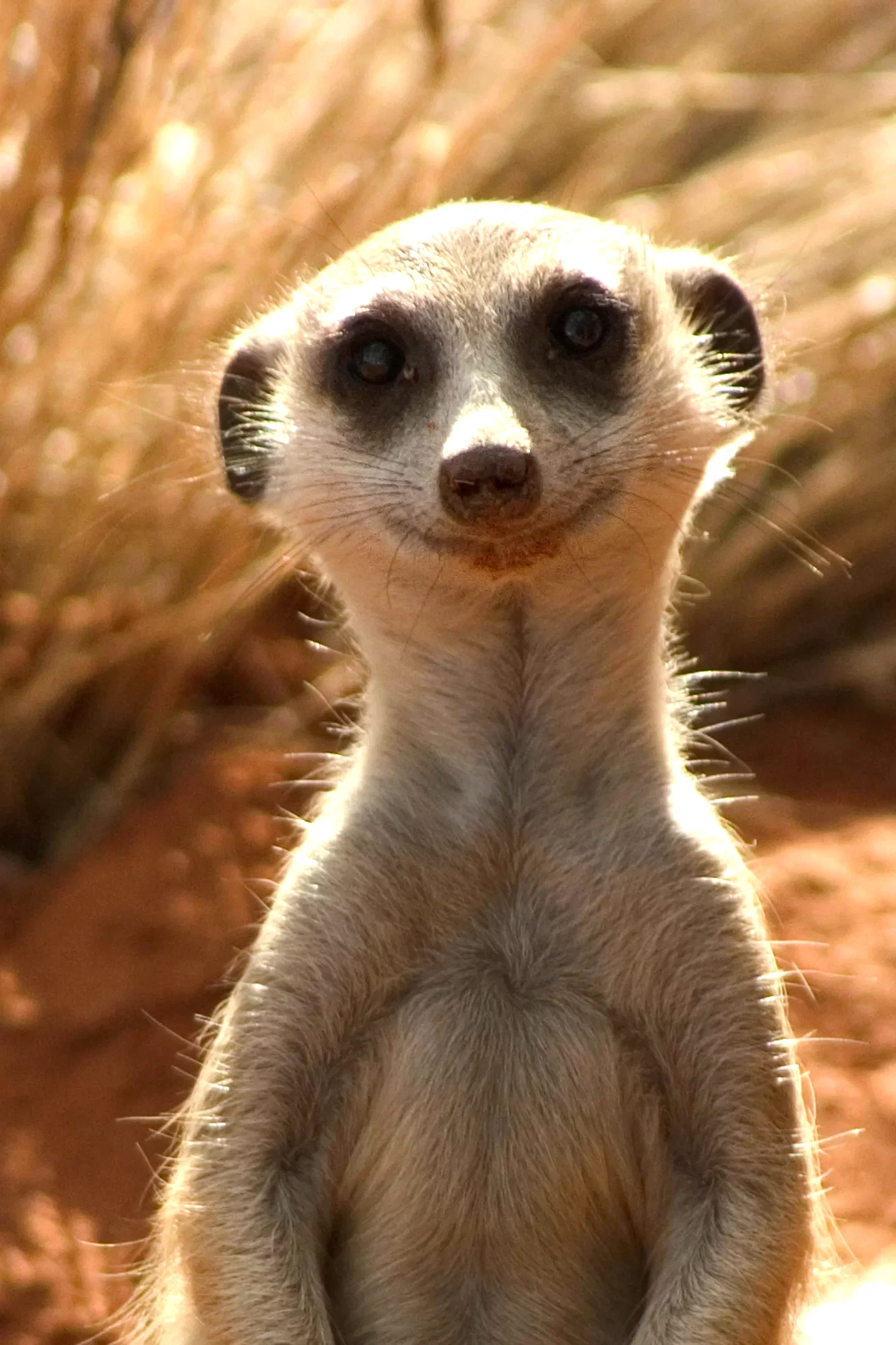 Photo 24 du film : La famille Suricate