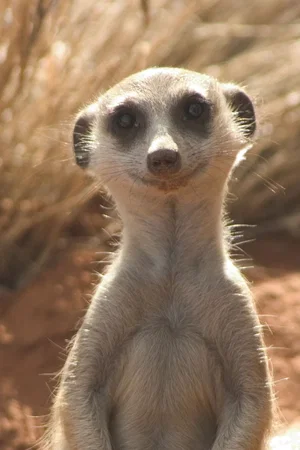 Photo 24 du film : La famille Suricate