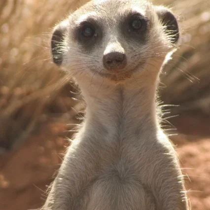 Miniature photo du film : La famille Suricate
