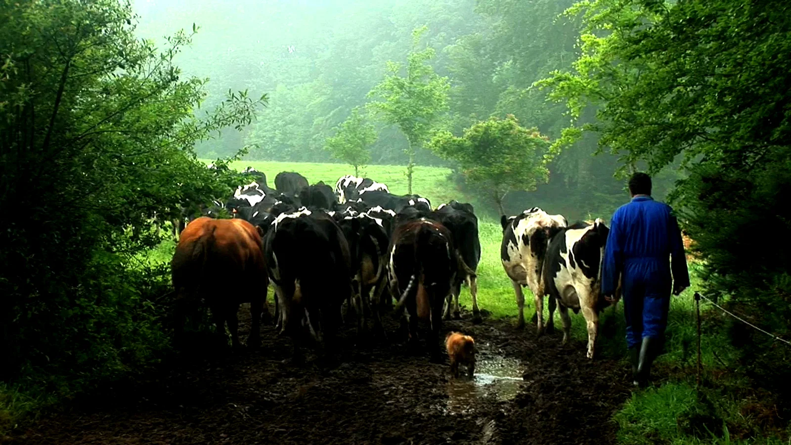 Photo 2 du film : Herbe, le film
