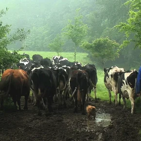 Photo du film : Herbe, le film