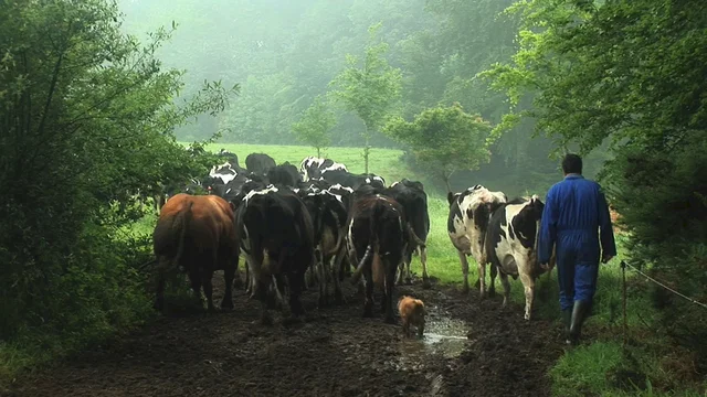 Photo 2 du film : Herbe, le film