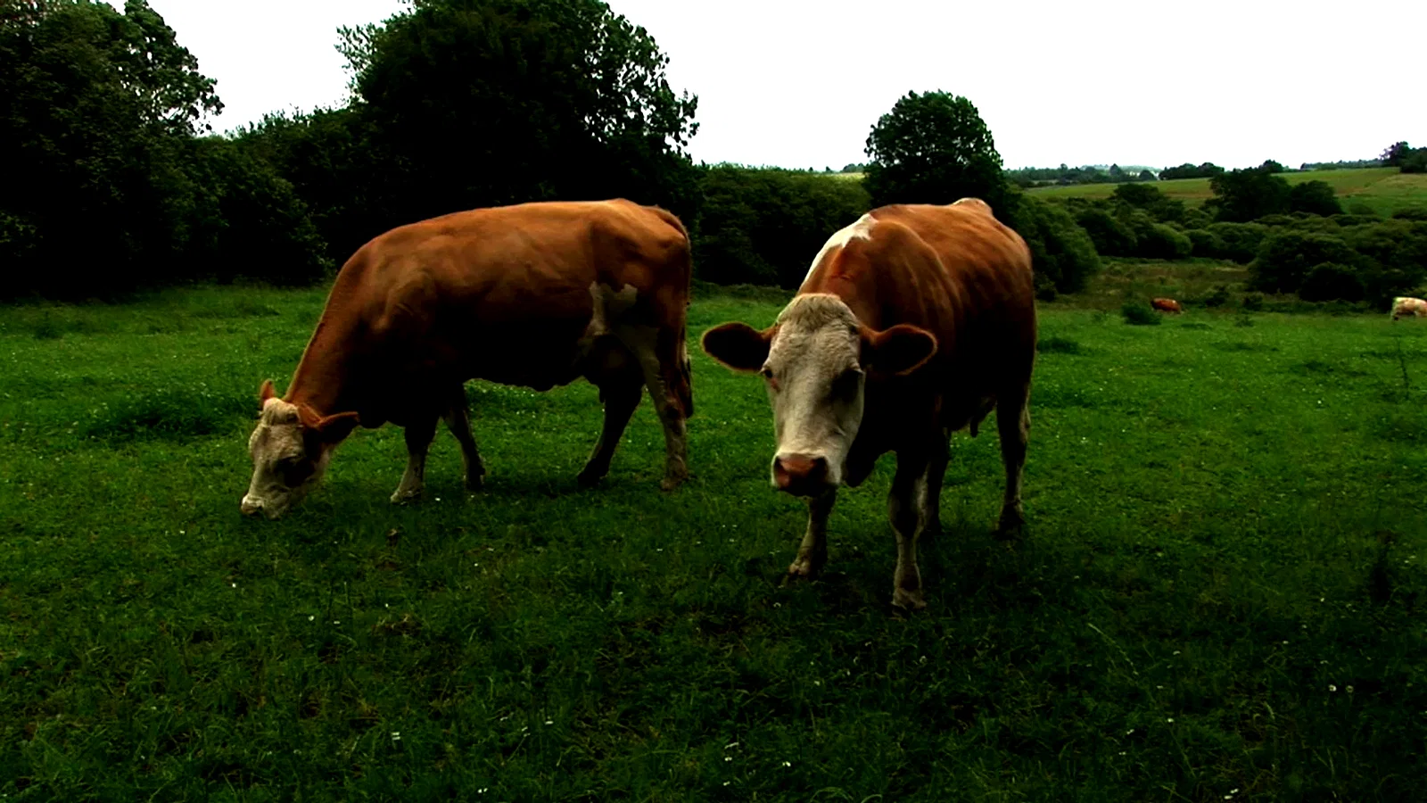 Photo 3 du film : Herbe, le film