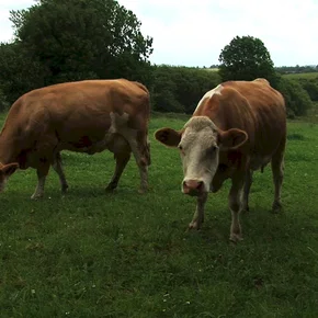 Photo du film : Herbe, le film
