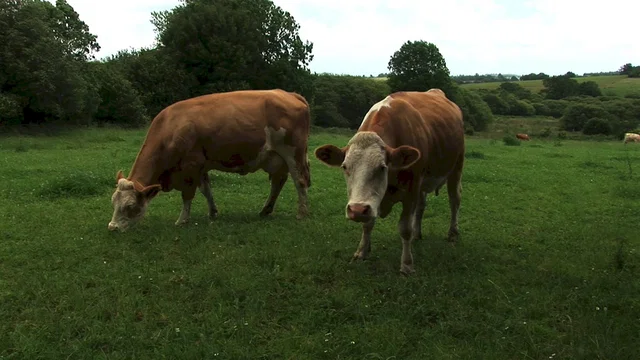 Photo 3 du film : Herbe, le film