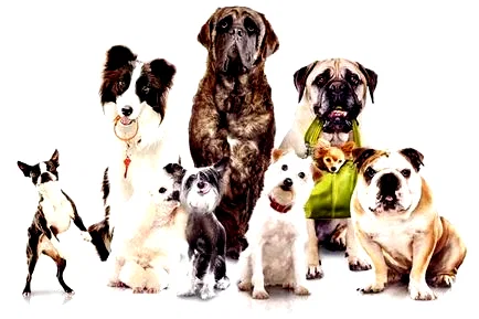 Photo 6 du film : Palace pour chiens