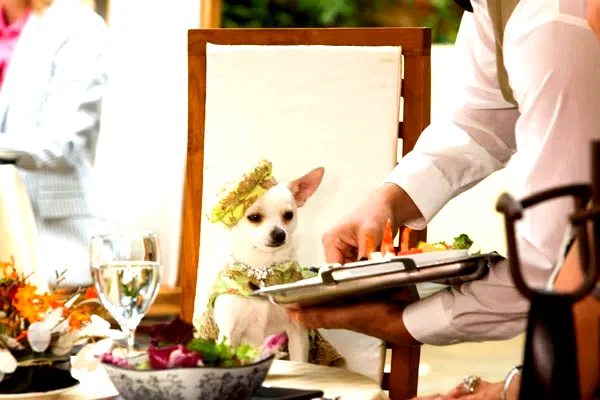 Photo 2 du film : Le Chihuahua de Beverly Hills