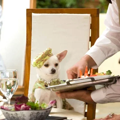 Miniature photo du film : Le Chihuahua de Beverly Hills