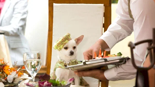 Photo du film : Le Chihuahua de Beverly Hills