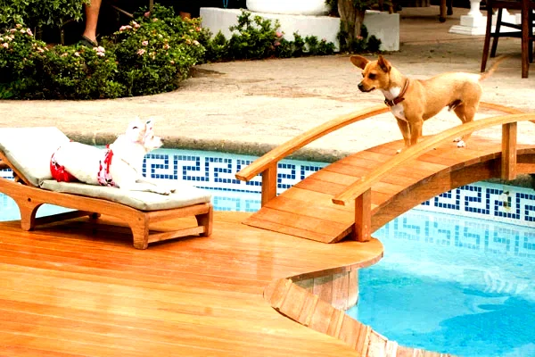 Photo 4 du film : Le Chihuahua de Beverly Hills