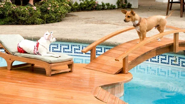 Photo du film : Le Chihuahua de Beverly Hills