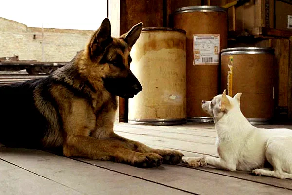 Photo 6 du film : Le Chihuahua de Beverly Hills