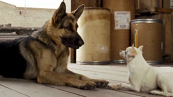 Photo du film : Le Chihuahua de Beverly Hills