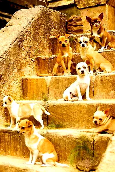 Photo 7 du film : Le Chihuahua de Beverly Hills