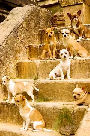 Photo du film : Le Chihuahua de Beverly Hills