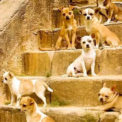 Miniature photo du film : Le Chihuahua de Beverly Hills