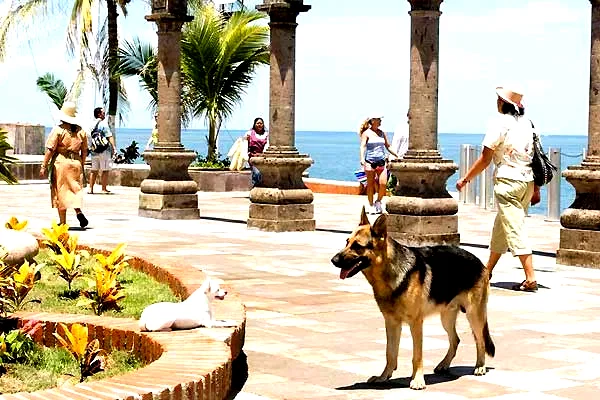 Photo 11 du film : Le Chihuahua de Beverly Hills