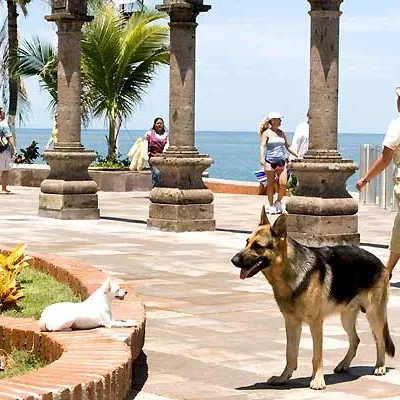 Miniature photo du film : Le Chihuahua de Beverly Hills
