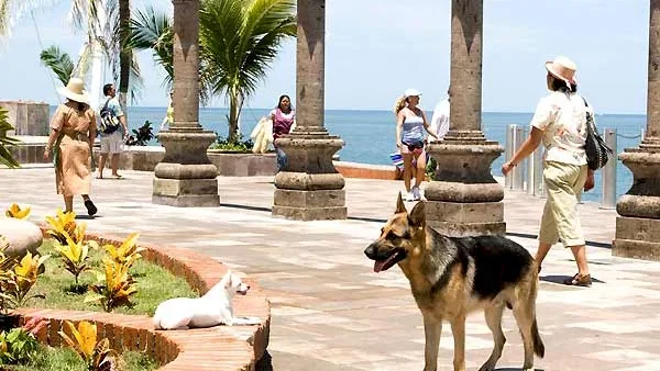 Photo du film : Le Chihuahua de Beverly Hills