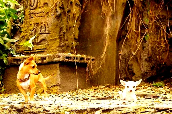 Photo 13 du film : Le Chihuahua de Beverly Hills