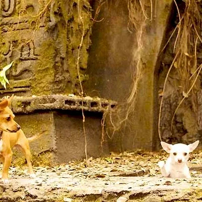 Miniature photo du film : Le Chihuahua de Beverly Hills