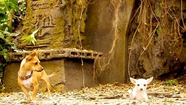 Photo du film : Le Chihuahua de Beverly Hills