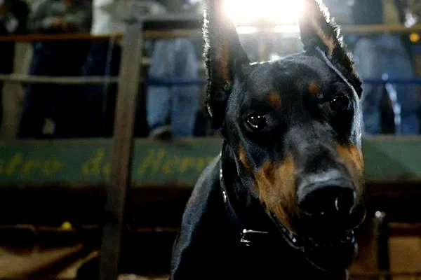 Photo 14 du film : Le Chihuahua de Beverly Hills