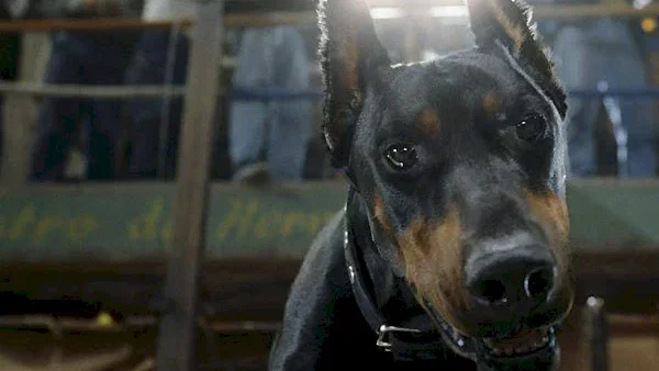 Photo du film : Le Chihuahua de Beverly Hills
