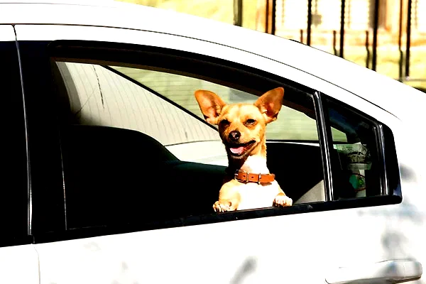 Photo 15 du film : Le Chihuahua de Beverly Hills