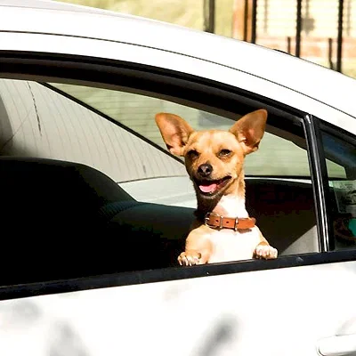 Miniature photo du film : Le Chihuahua de Beverly Hills