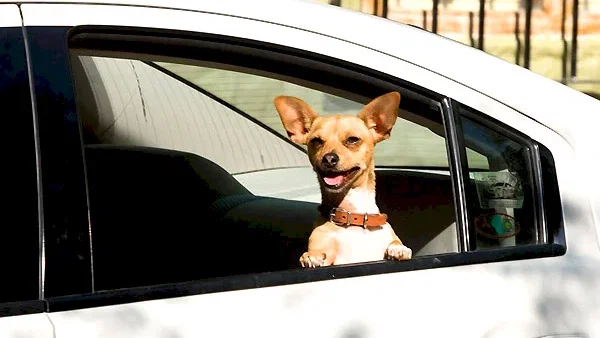 Photo du film : Le Chihuahua de Beverly Hills