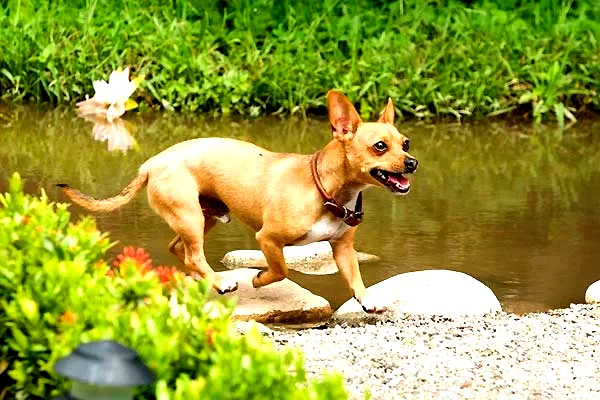 Photo 17 du film : Le Chihuahua de Beverly Hills