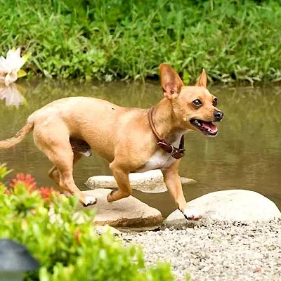Miniature photo du film : Le Chihuahua de Beverly Hills