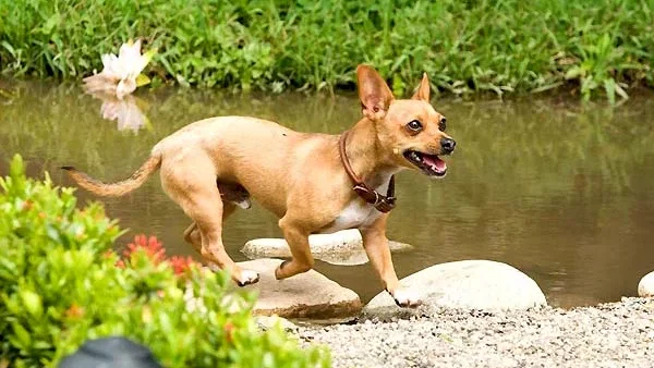 Photo du film : Le Chihuahua de Beverly Hills