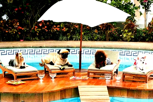 Photo 20 du film : Le Chihuahua de Beverly Hills