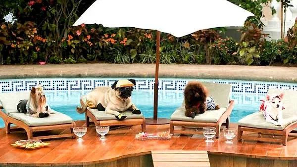 Photo du film : Le Chihuahua de Beverly Hills