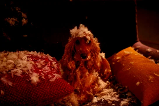 Photo 5 du film : Bambou