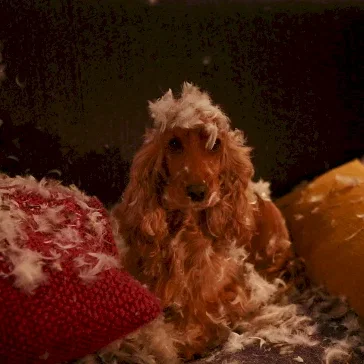 Miniature photo du film : Bambou