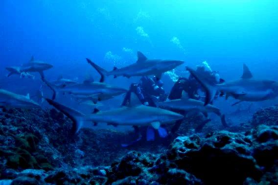 Photo 2 du film : Voyage sous les mers 3D