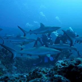 Photo du film : Voyage sous les mers 3D
