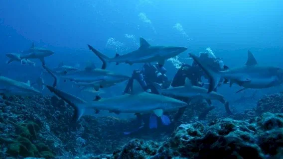 Photo 2 du film : Voyage sous les mers 3D