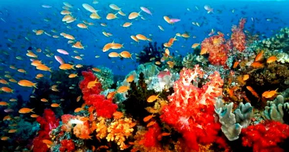Photo 6 du film : Voyage sous les mers 3D