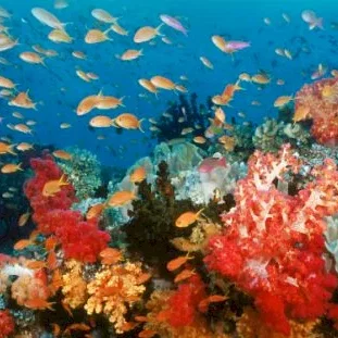 Miniature photo du film : Voyage sous les mers 3D