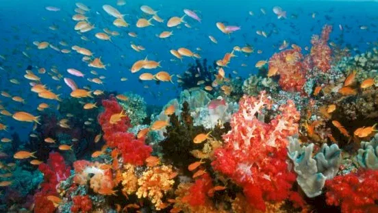 Photo 6 du film : Voyage sous les mers 3D