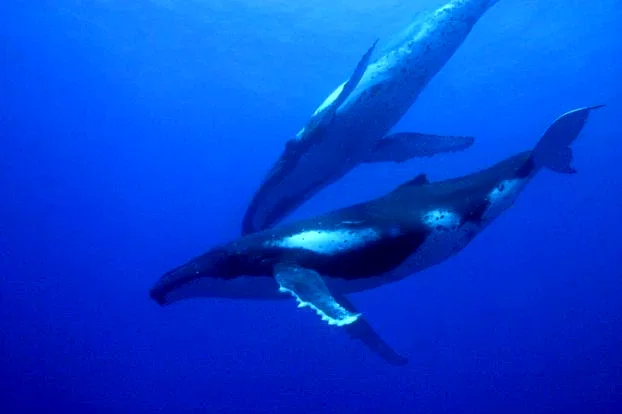 Photo 7 du film : Voyage sous les mers 3D