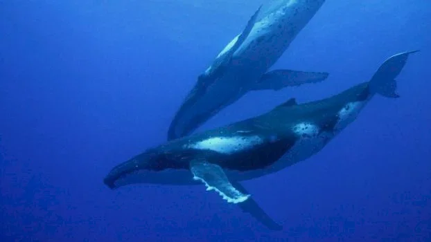 Photo 7 du film : Voyage sous les mers 3D
