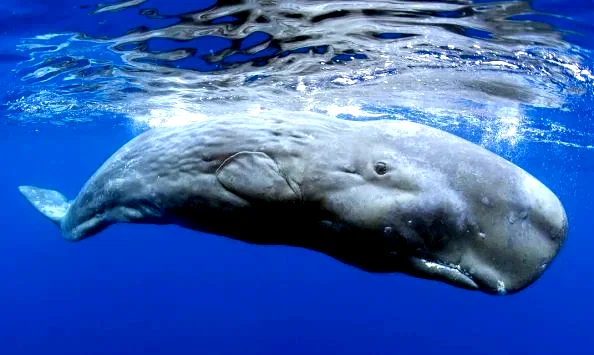 Photo 8 du film : Voyage sous les mers 3D
