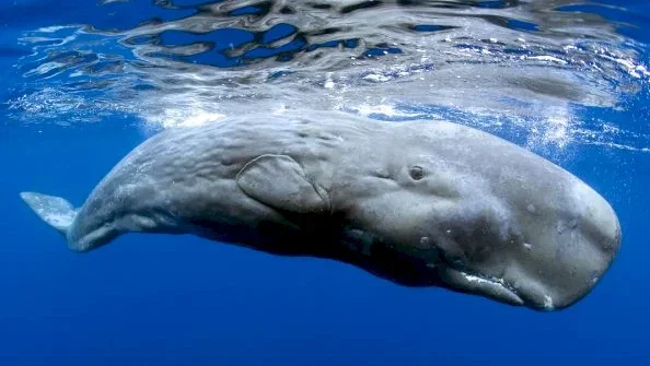 Photo 8 du film : Voyage sous les mers 3D
