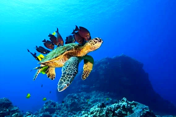 Photo 9 du film : Voyage sous les mers 3D